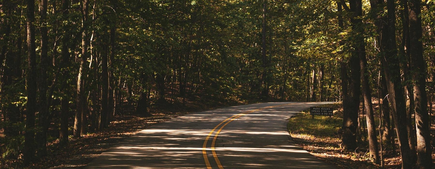 a road with trees on either side
