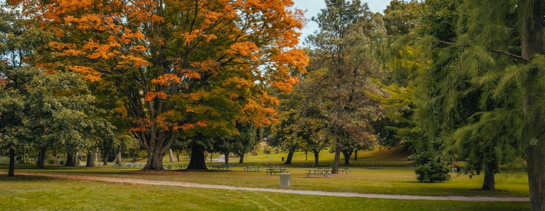 a park with trees